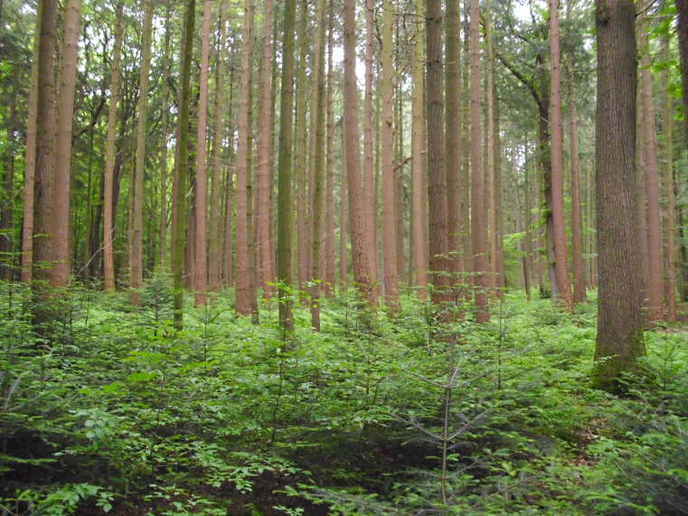Waldbau